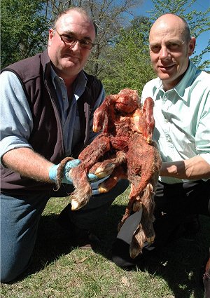 Andrew Biddle and Tim Hughes examine the mutant lamb on Tuesday before it was sent for study to the Elizabeth Macarthur Institute at Camden.